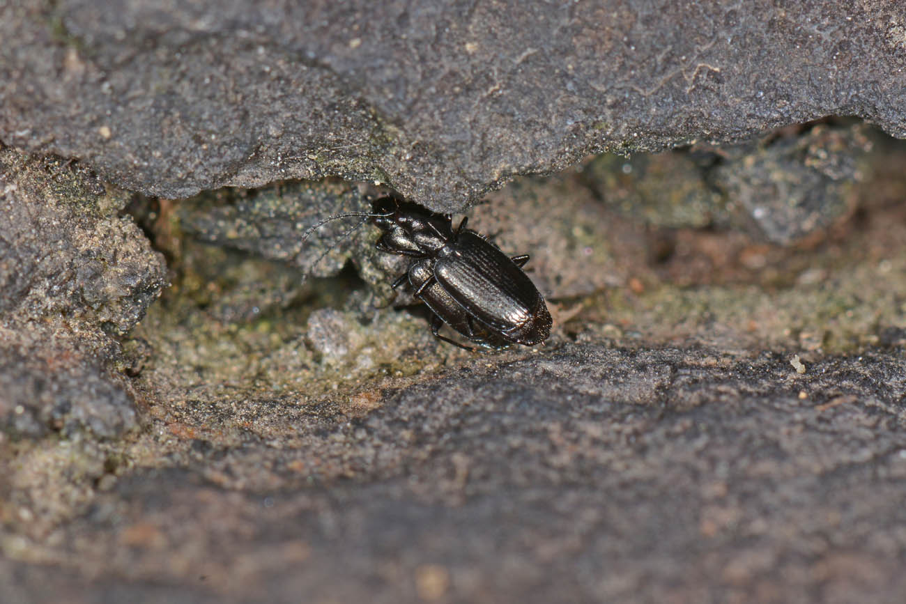 Carabidae: Apristus europaeus: il 